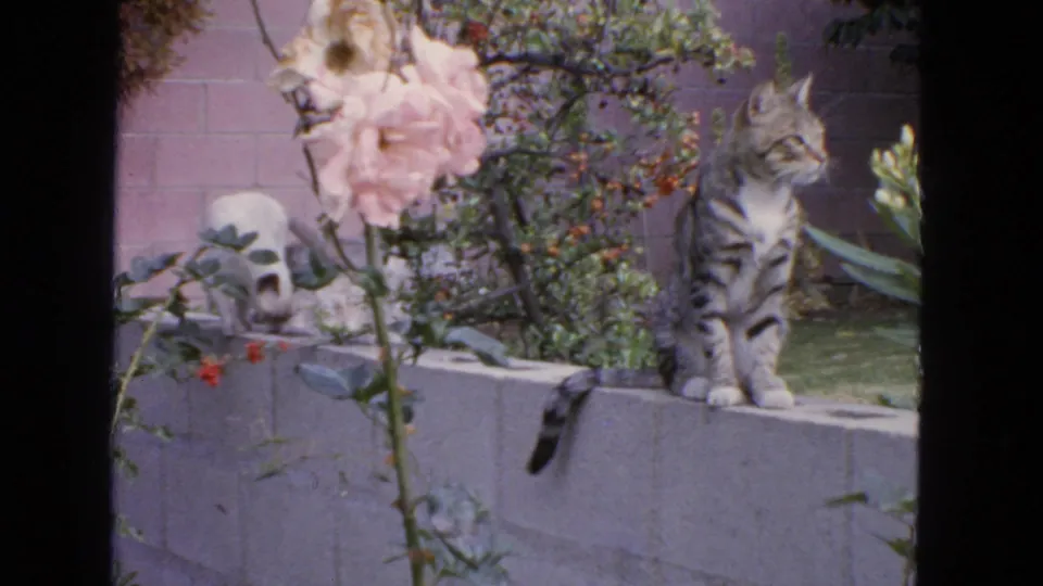 1963 San Francisco 8mm frame of a tabby cat sitting on a concrete garden wall beside a pink rose and leafy backyard plants.