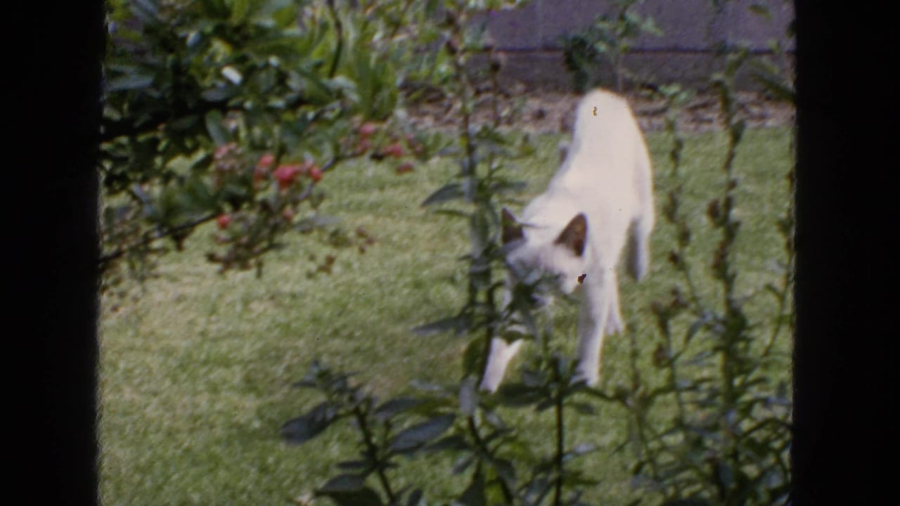 1963 San Francisco 8mm frame showing a white point-colored cat exploring a sunlit lawn among backyard foliage.