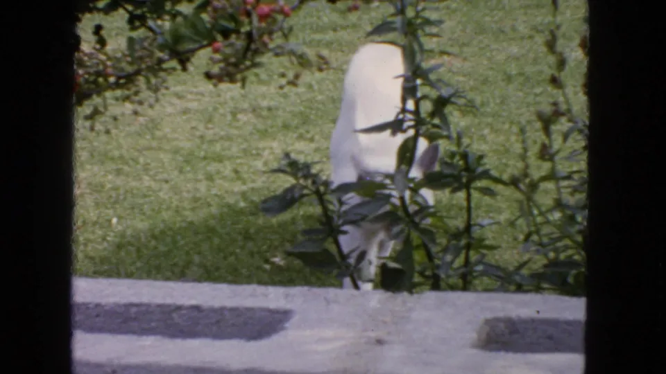 1963 San Francisco 8mm frame of a white cat near a concrete garden border, partly obscured by foreground foliage.