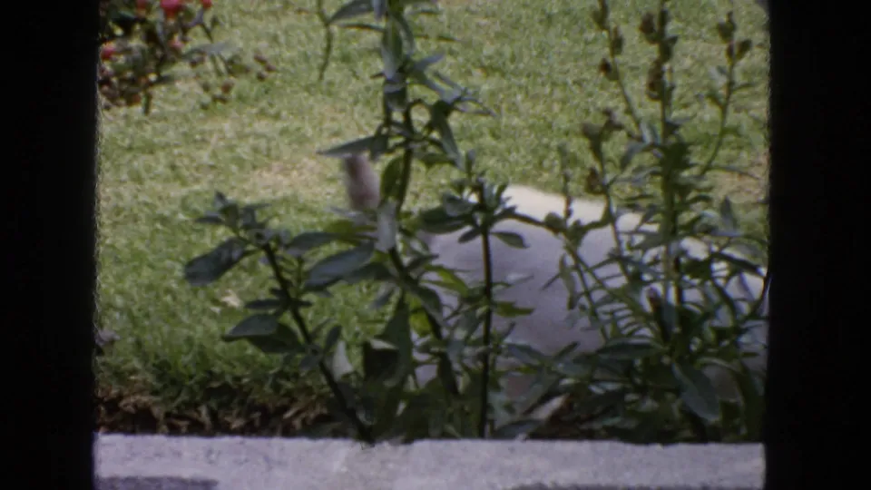 1963 San Francisco 8mm frame with a white cat low in the grass, partly concealed by garden foliage near a concrete wall.