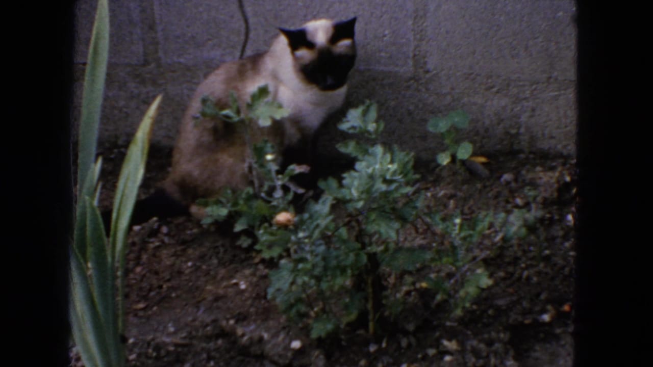 Siamese cat sitting in a garden bed beside leafy plants and a concrete block wall.