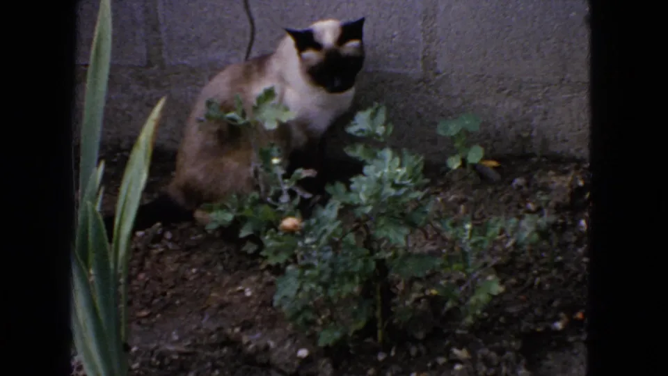 1963 San Francisco 8mm frame showing a seal-point Siamese cat seated among garden plants near a concrete block wall.