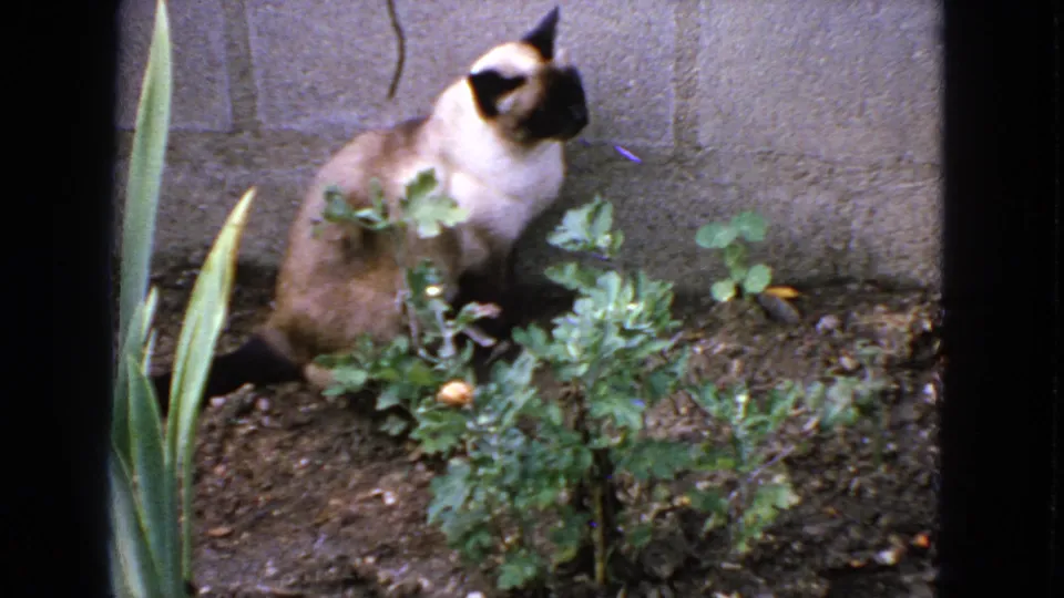1963 San Francisco home-movie frame with a Siamese cat looking to the side beside green plants and a concrete wall.