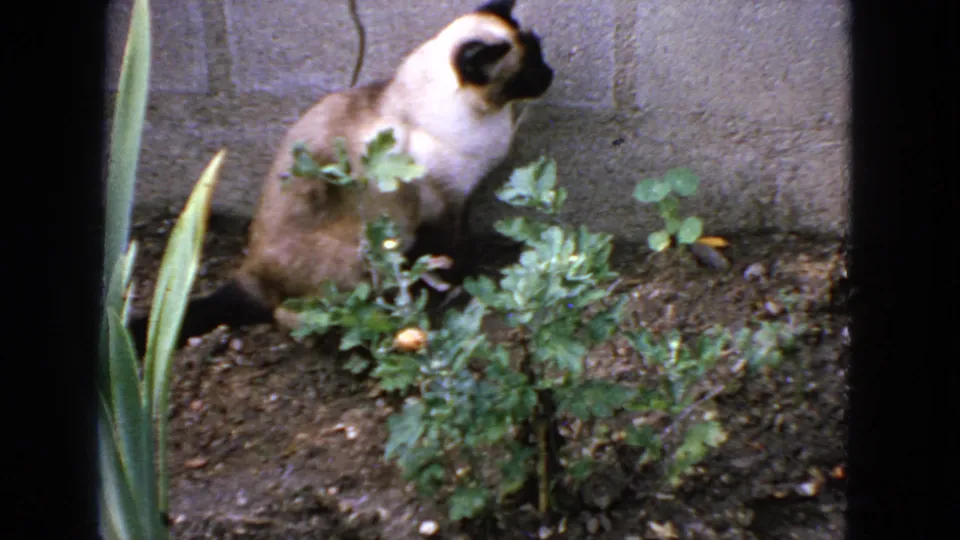 1963 San Francisco 8mm still of a Siamese cat beside foreground leaves, low garden growth, and a concrete block wall.