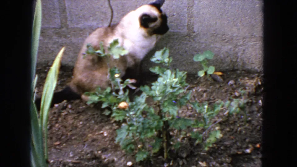1963 San Francisco home-movie frame showing a Siamese cat facing right in a small planted bed against a concrete wall.