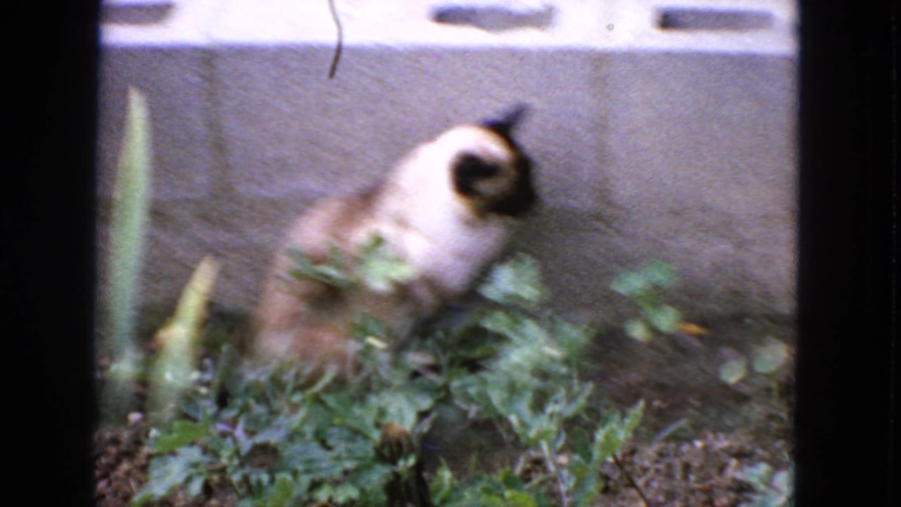 Soft 1963 San Francisco 8mm frame of a Siamese cat partly blurred while sitting in garden plants near a cement block wall.