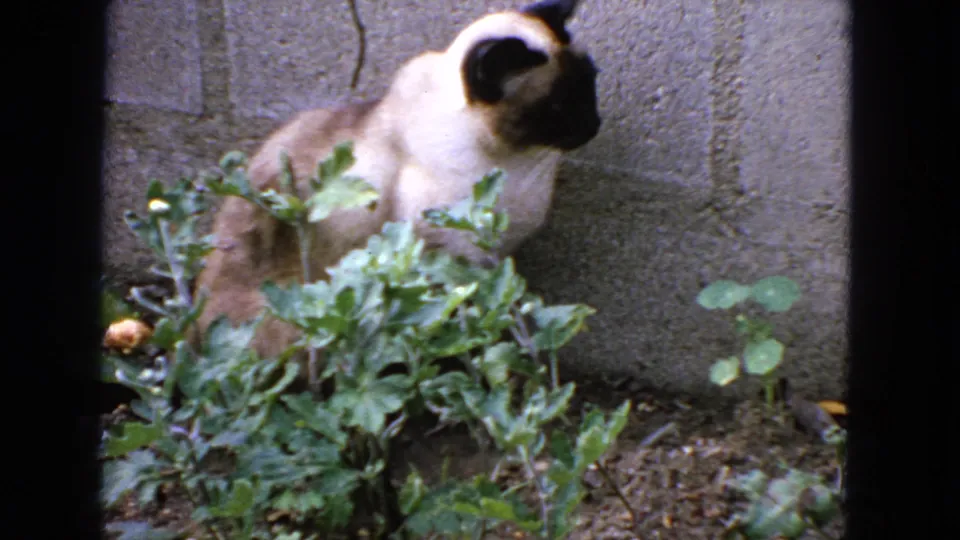 1963 San Francisco home-movie frame showing a Siamese cat seated in a small garden bed beside a cement block wall.