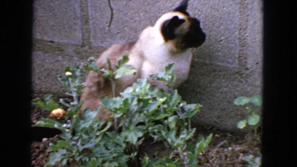 Siamese cat in a 1963 San Francisco garden scene, turned in profile behind foliage with a cement wall in the background.