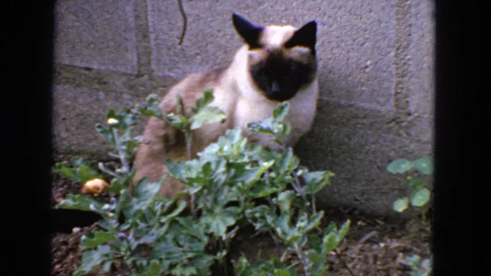 1963 San Francisco 8mm frame of a Siamese cat facing the camera from behind garden plants beside a cement wall.