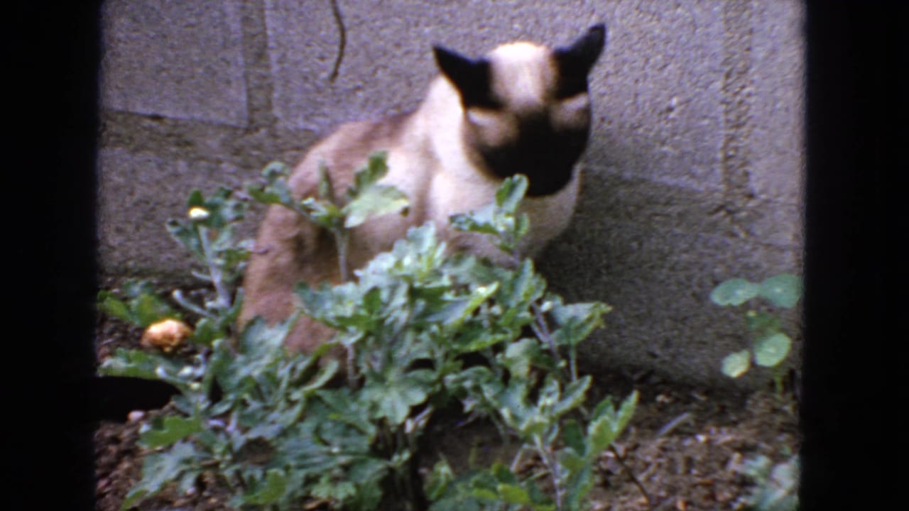 Siamese cat sitting beside leafy plants near a masonry wall.