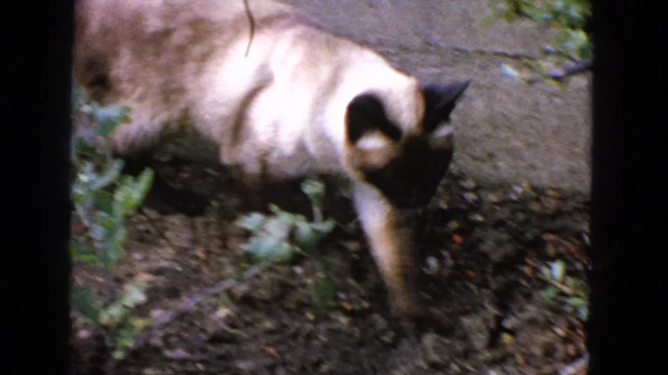 The Siamese cat walks across a dirt garden area near a masonry wall in the 1963 San Francisco home-movie clip.
