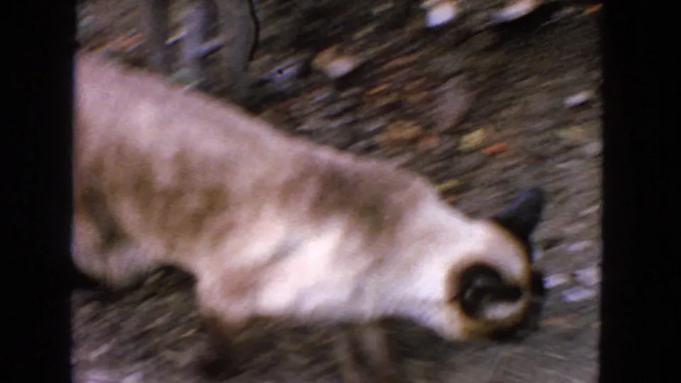 A close handheld 8mm view shows the Siamese cat crossing garden soil, partly cropped by the frame edge.