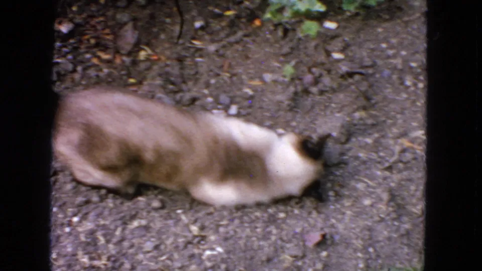 The Siamese cat lies on its side or rolls on the dirt and gravel garden ground in this 1963 San Francisco 8mm frame.