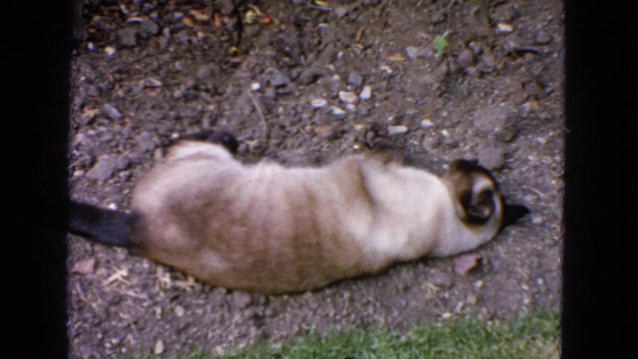 Siamese cat with dark points rests on bare dirt in a San Francisco garden setting from 1963 home-movie footage.