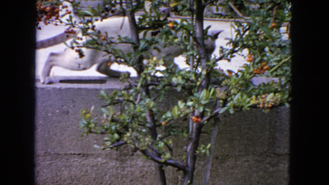 White cat with dark markings moves along a paved garden edge behind foliage in 1963 San Francisco home-movie footage.