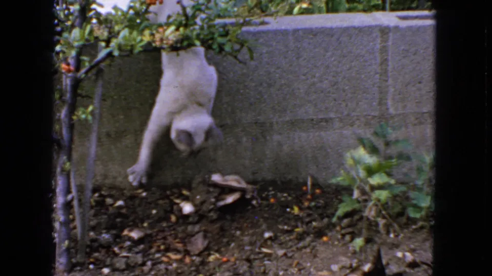 White cat climbs down from a low concrete wall beside a small tree in 1963 San Francisco backyard footage.