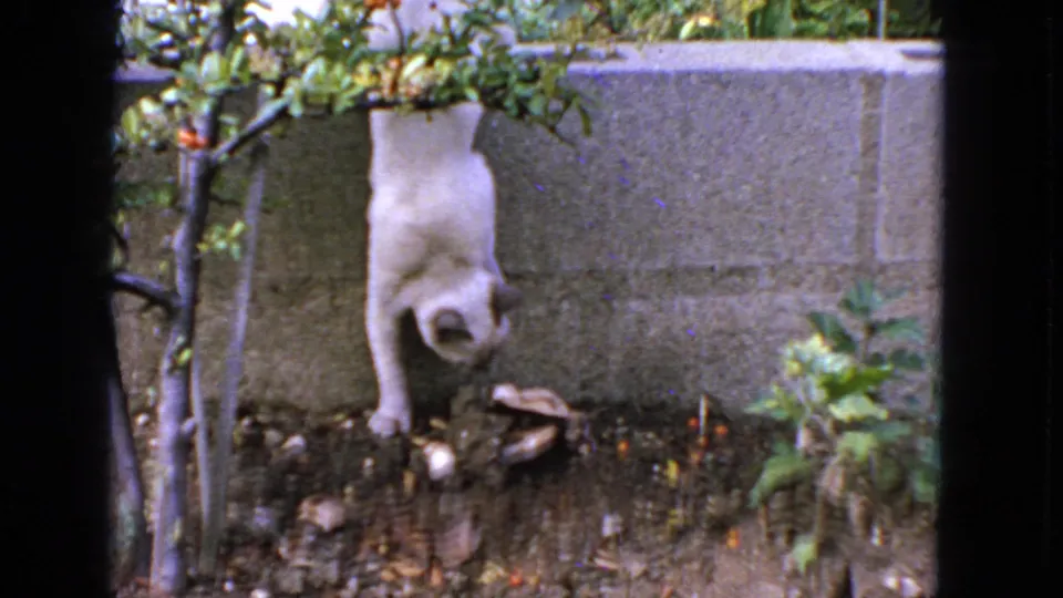 White cat with dark head markings hangs from a low garden wall near a tree and soil in 1963 San Francisco footage.