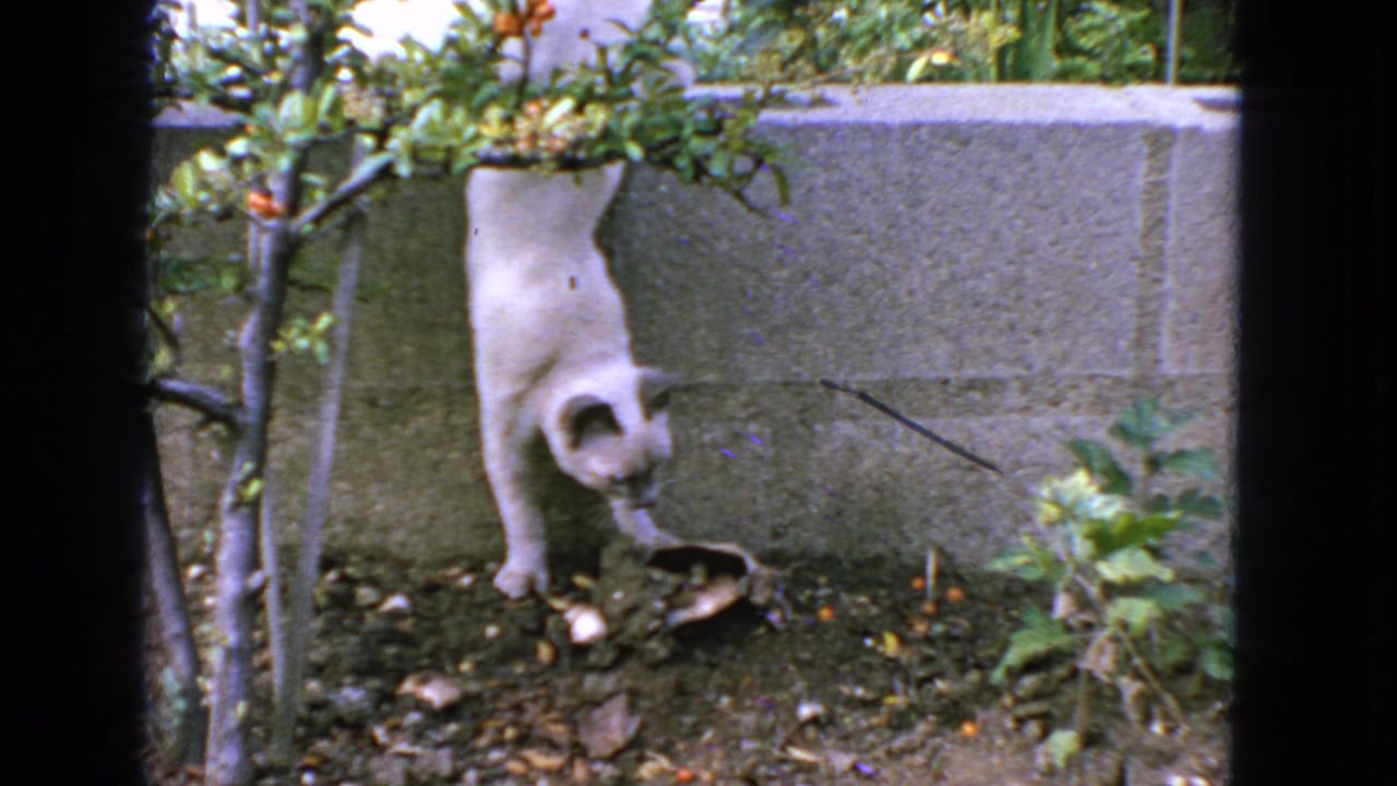 White cat hanging upside down from a small tree in a garden beside a low wall.