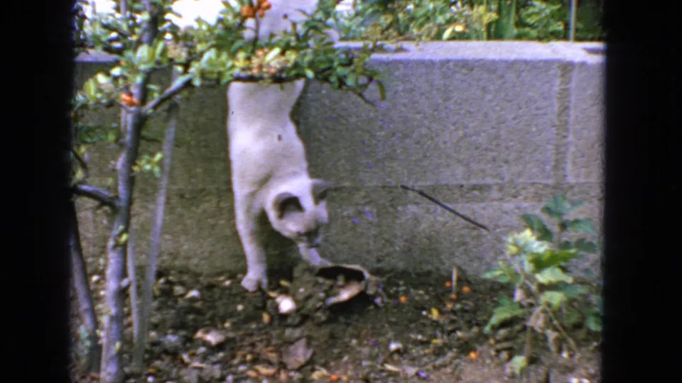 White cat hangs from a small tree in a backyard garden, with foliage, soil, and a low wall visible in 1963 California 8mm footage.