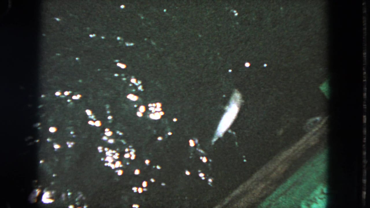 Rippling dark water beside a concrete edge with a small pale fish visible near the surface.