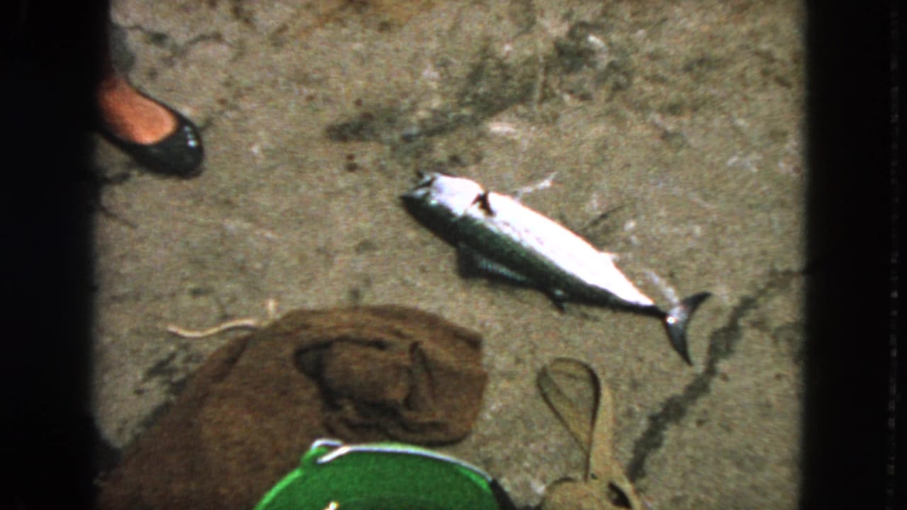 1963 San Francisco home-movie frame showing a dead fish on cracked shoreline ground near a green bucket, brown cloth, strap, and partial foot.