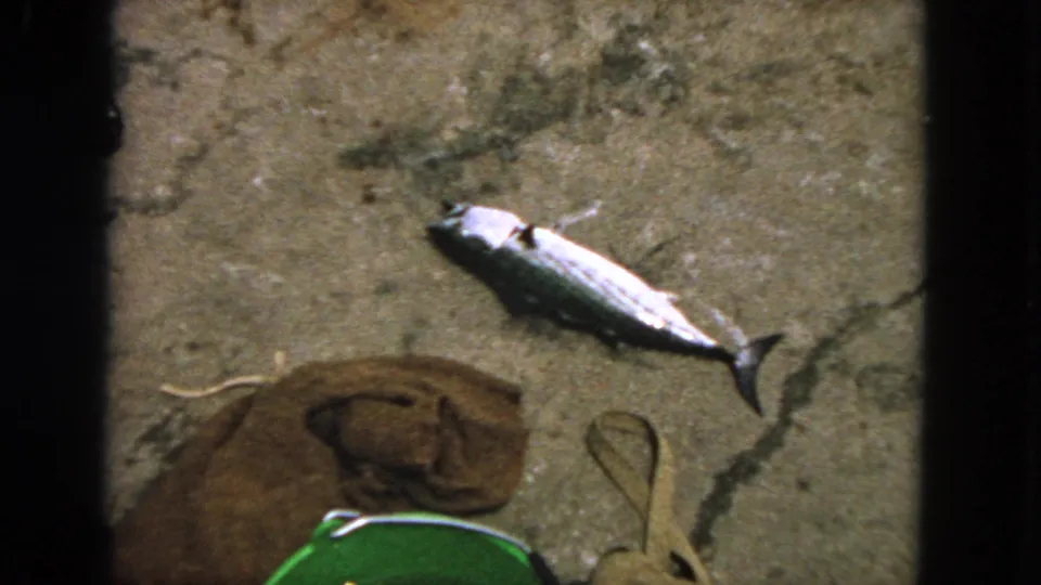 1963 San Francisco 8mm frame with a dead fish on cracked shoreline ground beside a brown cloth, green bucket, and looped strap.