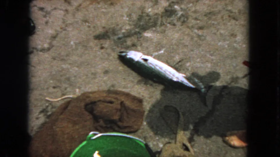 1963 San Francisco home-movie frame showing the dead fish beside a green bucket, brown cloth, strap, human shadow, and partial shoe.