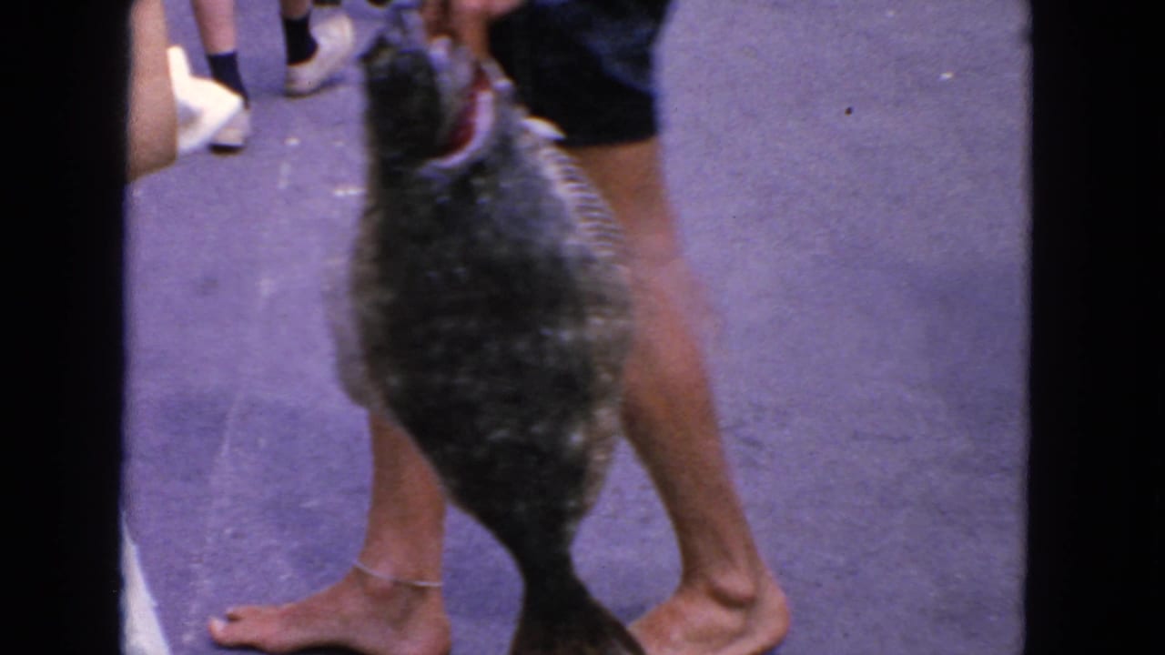 Barefoot person holding a large flat fish upright on a concrete dock.