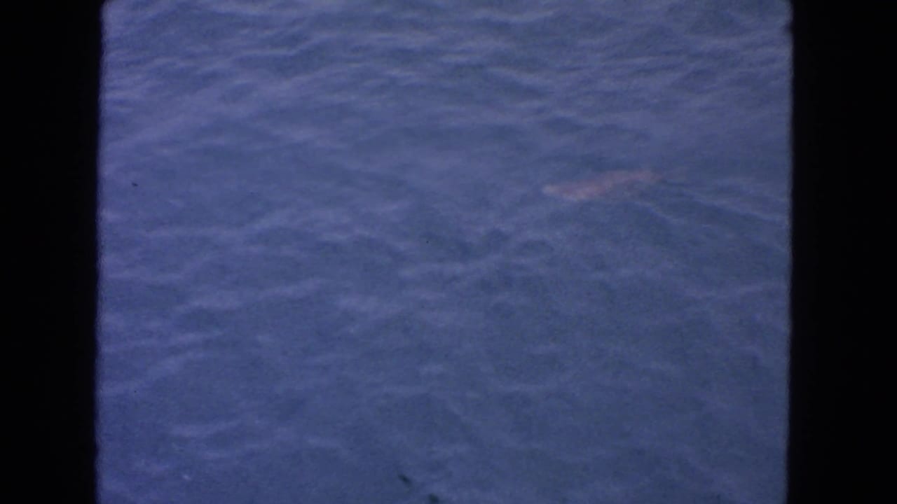 Rippling blue water with a faint pale shape below the surface.
