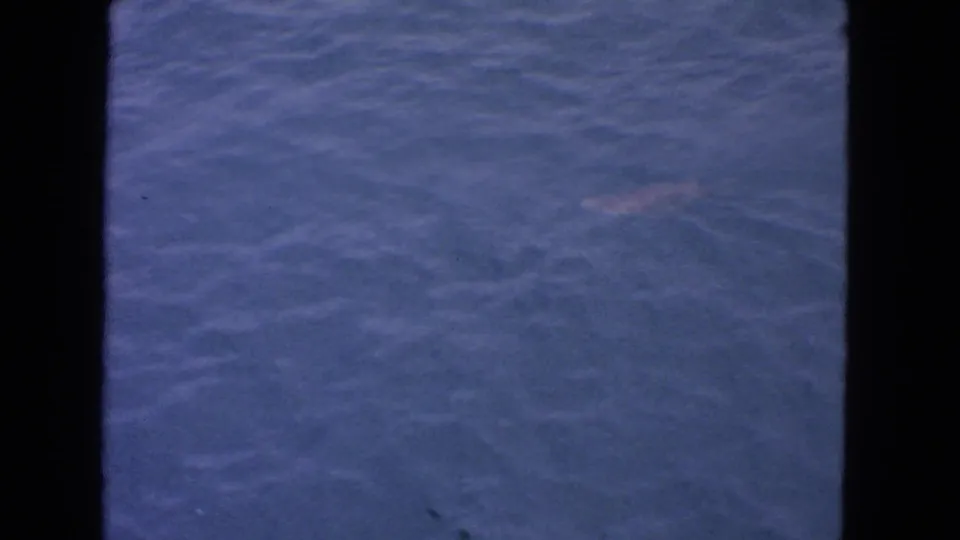 Blue water fills the frame, with a faint pale shape below the surface in this 1963 San Francisco fishing clip.