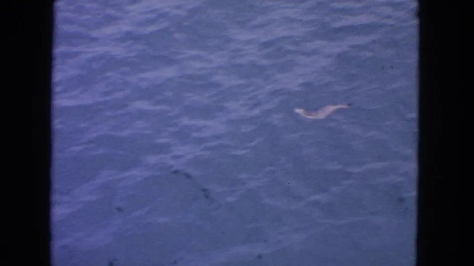 Rippling blue water with a small pale curved object visible near the surface in the 1963 fishing footage.