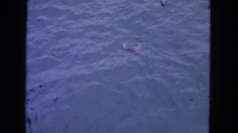 A possible fish or pale object sits just below the blue rippling water in this 1963 San Francisco home-movie frame.