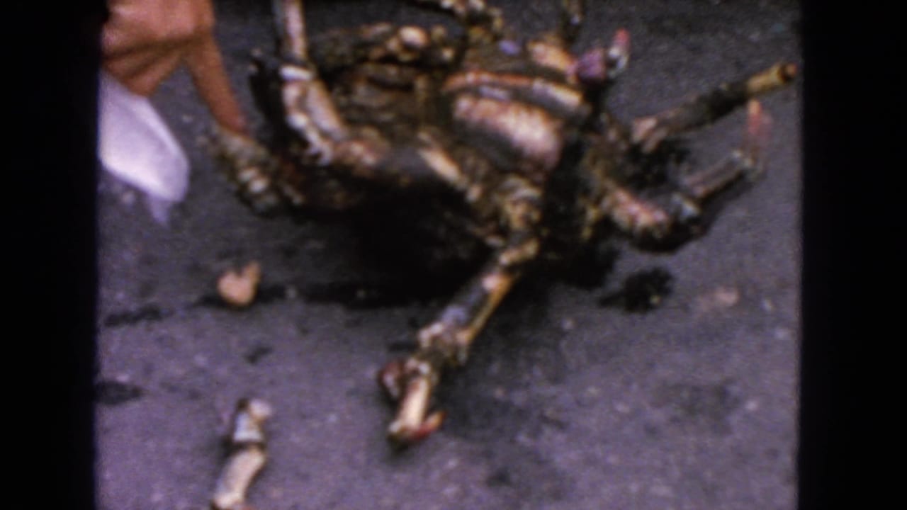 A hand points toward an overturned crab lying on dark asphalt.