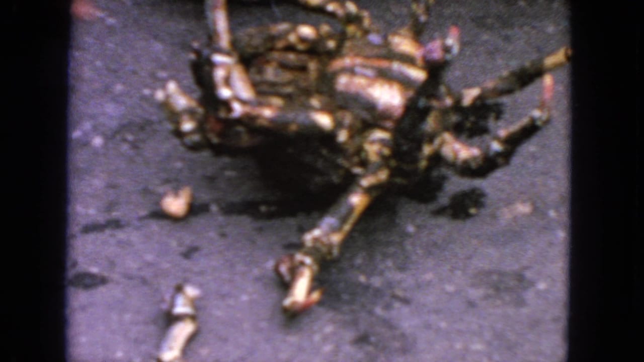 An overturned crab rests on asphalt with legs spread and a hand near the edge.
