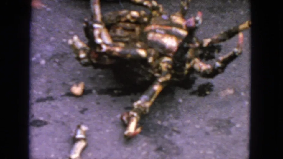 1963 San Francisco home-movie frame of a motionless crab on asphalt, with a hand partly visible near the upper left edge.