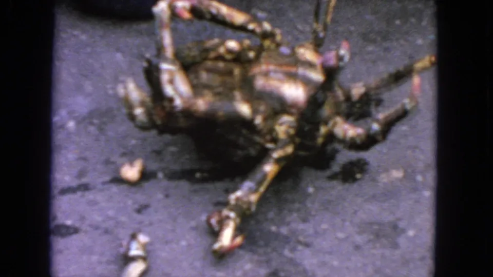 1963 San Francisco 8mm close-up of an overturned crab with splayed legs on dark asphalt, filmed from above.