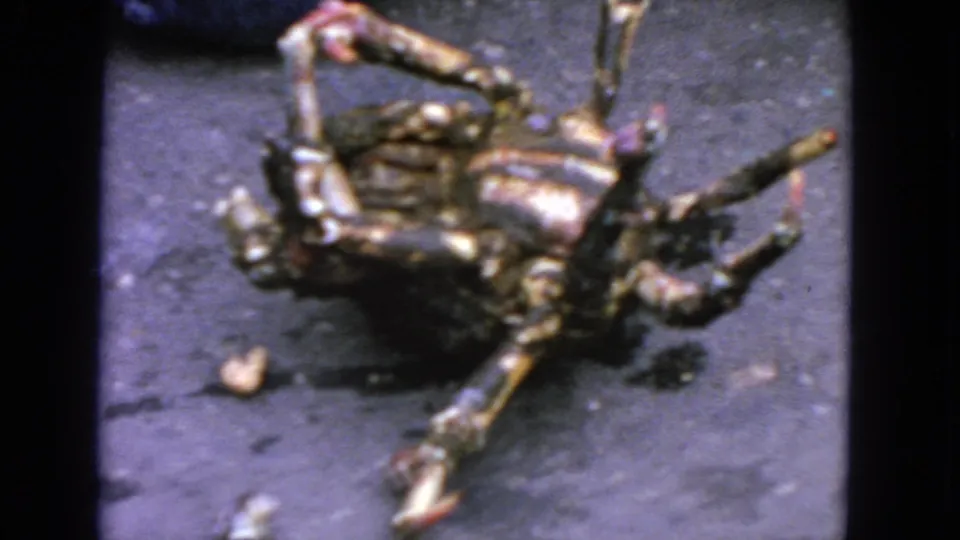 1963 San Francisco home-movie frame with the overturned crab centered on asphalt, its legs and claws spread outward.