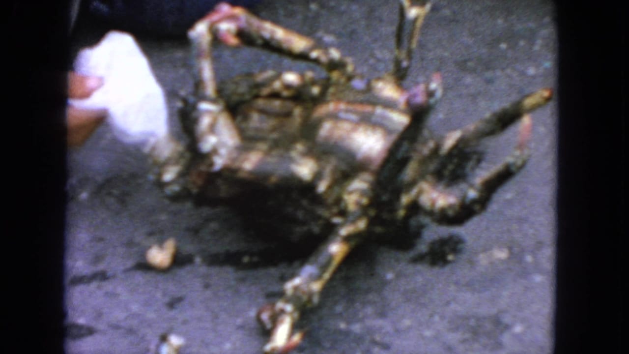 Large overturned crab on dark asphalt as a hand with a white cloth reaches in from the side.