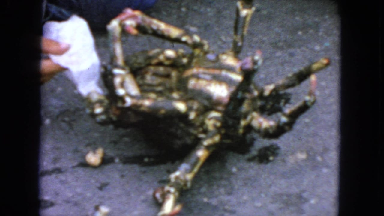 Overturned crab on asphalt with a white cloth and hand visible at the left edge.