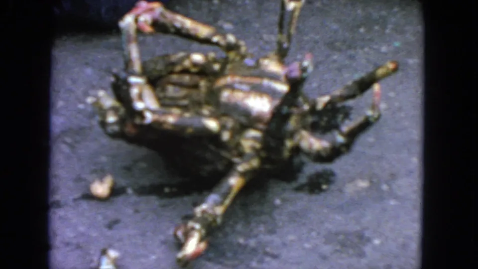 1963 home-movie frame of a large crab lying upside down on dark asphalt, with its legs and shell filling most of the view.