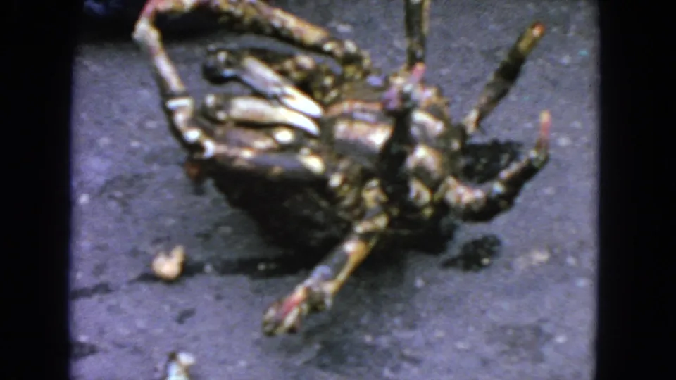 Final 8mm frame shows the crab still overturned on asphalt, with raised legs and mottled shell details visible.