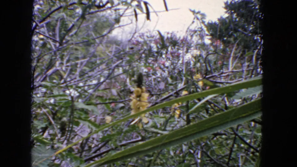 Close 1963 San Francisco garden detail with yellow blossoms, long green leaves, branches, and dense foliage.