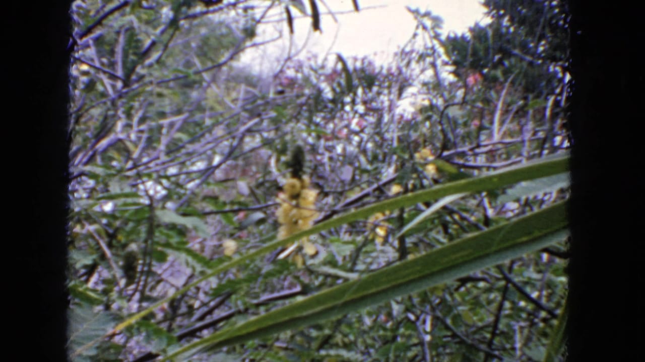 1963 San Francisco 8mm frame showing yellow garden flowers partly obscured by long green leaves and bare branches.