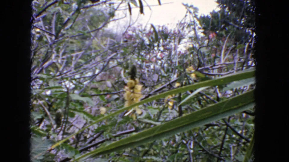 1963 San Francisco 8mm frame showing yellow garden flowers partly obscured by long green leaves and bare branches.