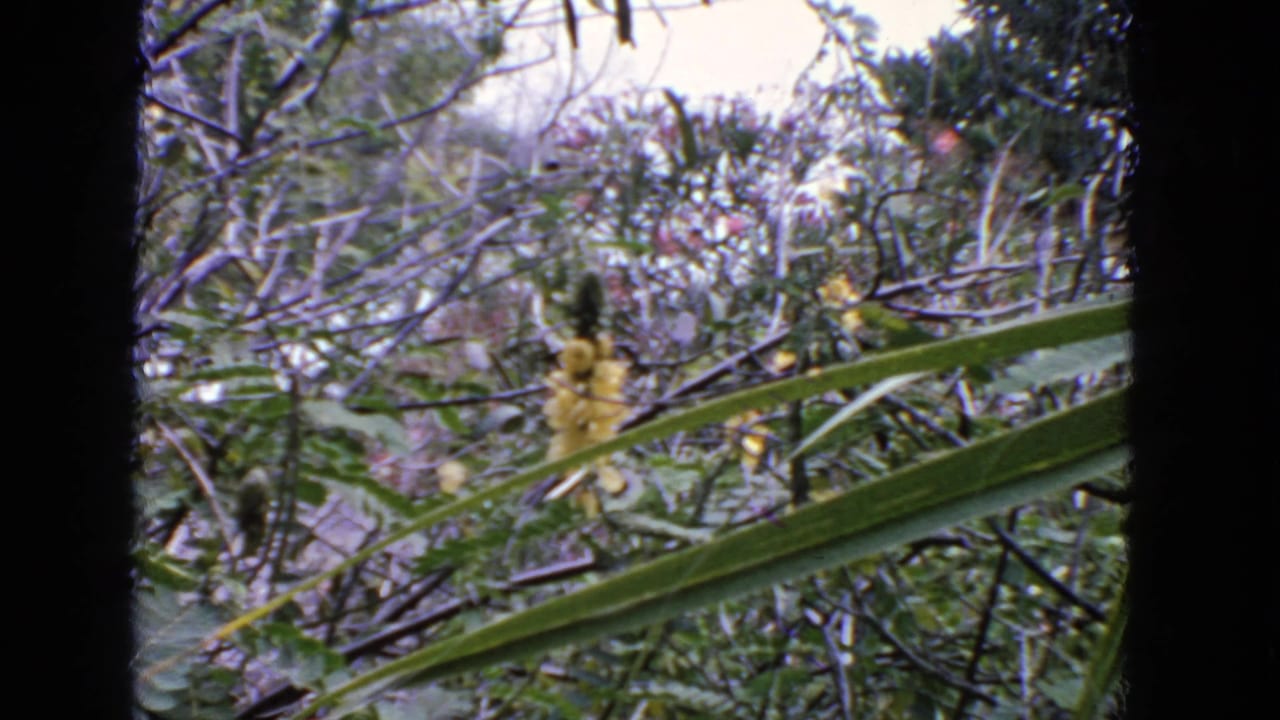 1963 San Francisco garden footage with yellow blossoms set back behind diagonal green leaves and tangled branches.