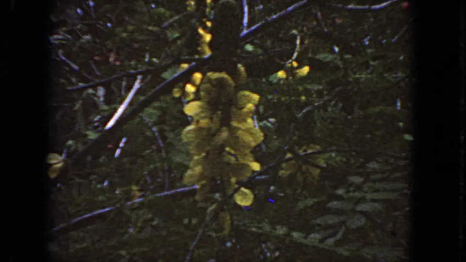 1963 San Francisco 8mm close view of yellow garden blossoms hanging in front of darker leaves and branches.