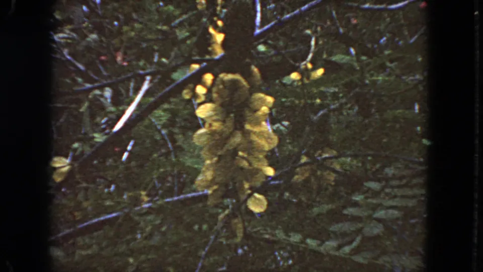 1963 San Francisco home-movie frame with yellow blossoms centered amid shadowed garden foliage and visible film borders.