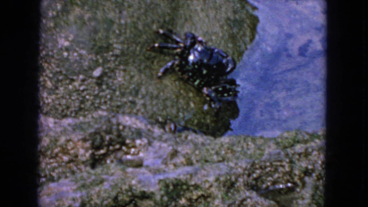 Dark speckled crab crawls on wet mossy rock beside blue water.