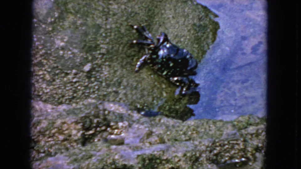 1963 coastal close-up showing a crab on mossy wet rock, with blue water and textured stones around it.
