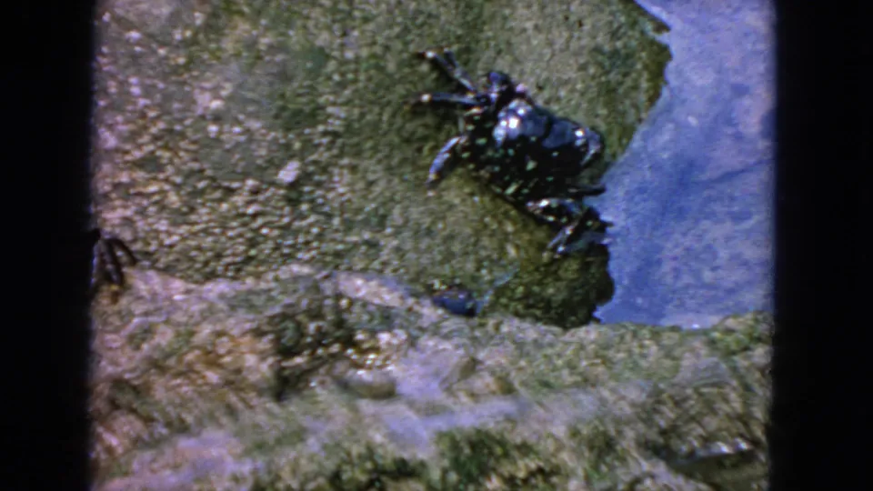 Close 8mm frame of a dark speckled crab near the edge of wet coastal rock with blue water at right.